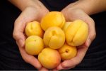 Вопрос про Абрикос Горный Абакан