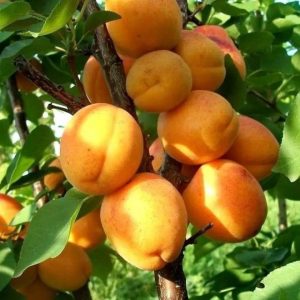 Абрикос Крымский Амур