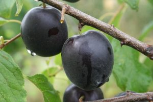 Абрикос Кубанский черный