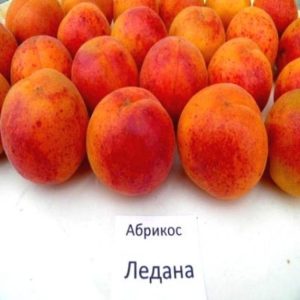 Абрикос Ледана