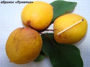 Абрикос Лунатик