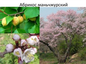 Абрикос Маньчжурский