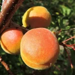 Вопрос про Абрикос Медовый