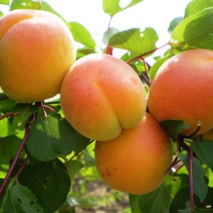 Абрикос Мелитопольский поздний
