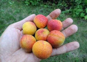 Абрикос Сардоникс