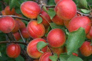 Абрикос Северное сияние