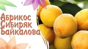 Абрикос Сибиряк Байкалова
