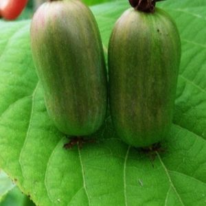 Актинидия Сентябрьская
