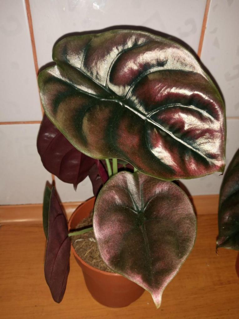 Алоказия медная (купрея)