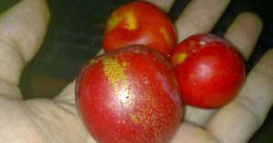 Алыча Карамельная