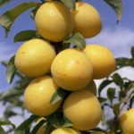 Вопрос про Алыча Мирабелла