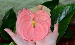Антуриум Свит Лени