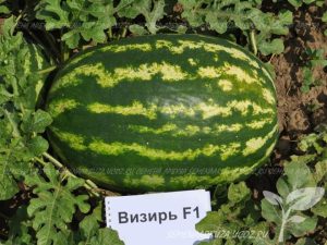 Арбуз Визирь