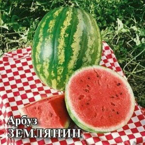 Арбуз Землянин