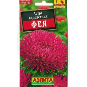 Астра Фея шаровидно-игольчатая