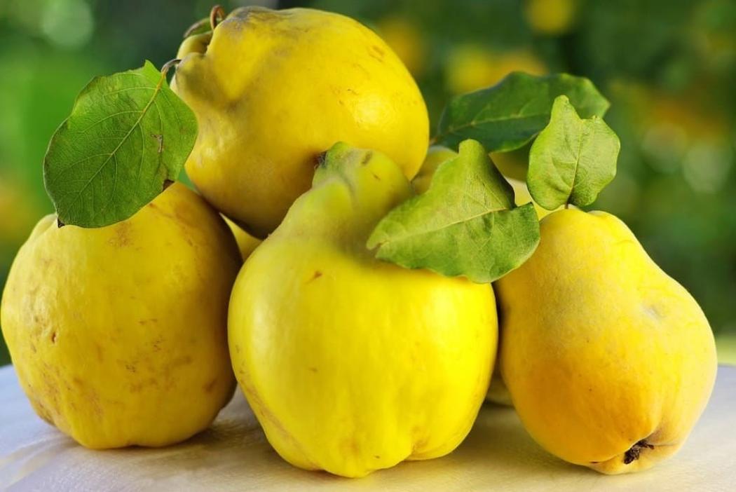 Айва Отличница