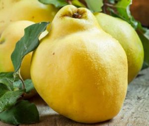 Айва Урожайная Кубанская