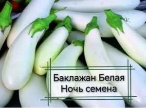 Баклажан Белая ночь