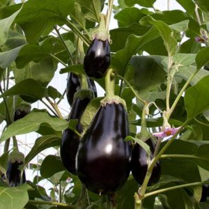 Баклажан Блэк Перл