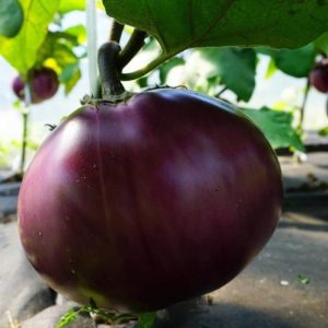 Баклажан Большой увалень