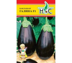 Баклажан Галина
