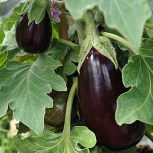 Баклажан Нэнси