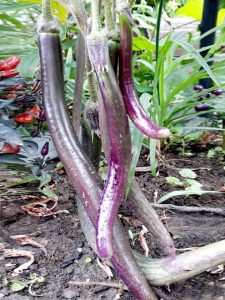 Баклажан Пальчиковый