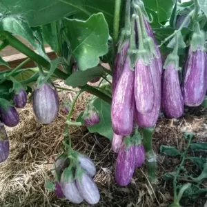 Баклажан Полосатая семейка