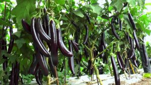 Баклажан Принц сказочный