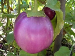 Баклажан Пятачок