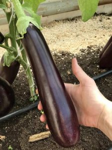 Баклажан Русский размер