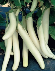 Баклажан Сосулька