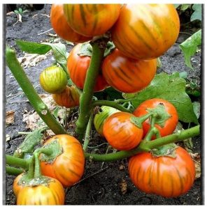 Баклажан Турецкий оранжевый