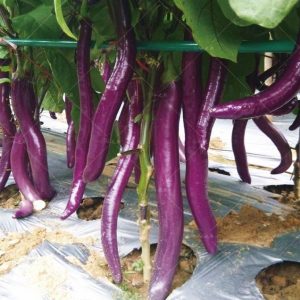 Баклажан Юкари