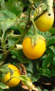 Баклажан Золотое яйцо