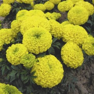 Бархатцы Энтерпрайз