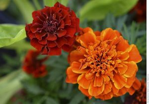 Бархатцы Файербол