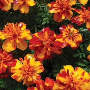 Бархатцы Френч Дварф Огненный ковер