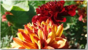 Бархатцы Хамелеон розовый