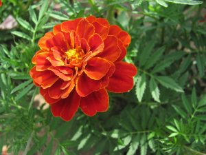 Бархатцы Хохлома красные