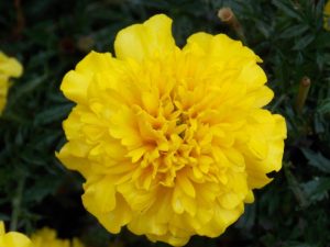 Бархатцы Хохлома желтые