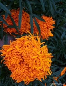 Бархатцы Оранжевый снег