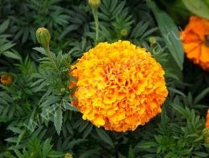 Бархатцы Перфекшн Оранжевые