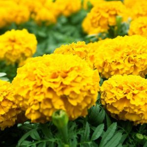 Бархатцы Перфекшн Желтые