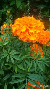 Бархатцы Принцесса