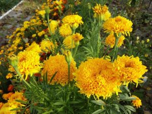 Бархатцы Спун Микс