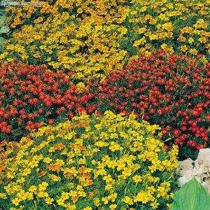 Бархатцы Старфайер Микс