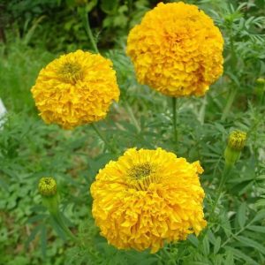 Бархатцы Улыбка