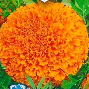 Бархатцы Янтарь