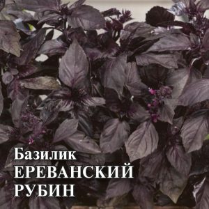 Базилик Ереванский рубин